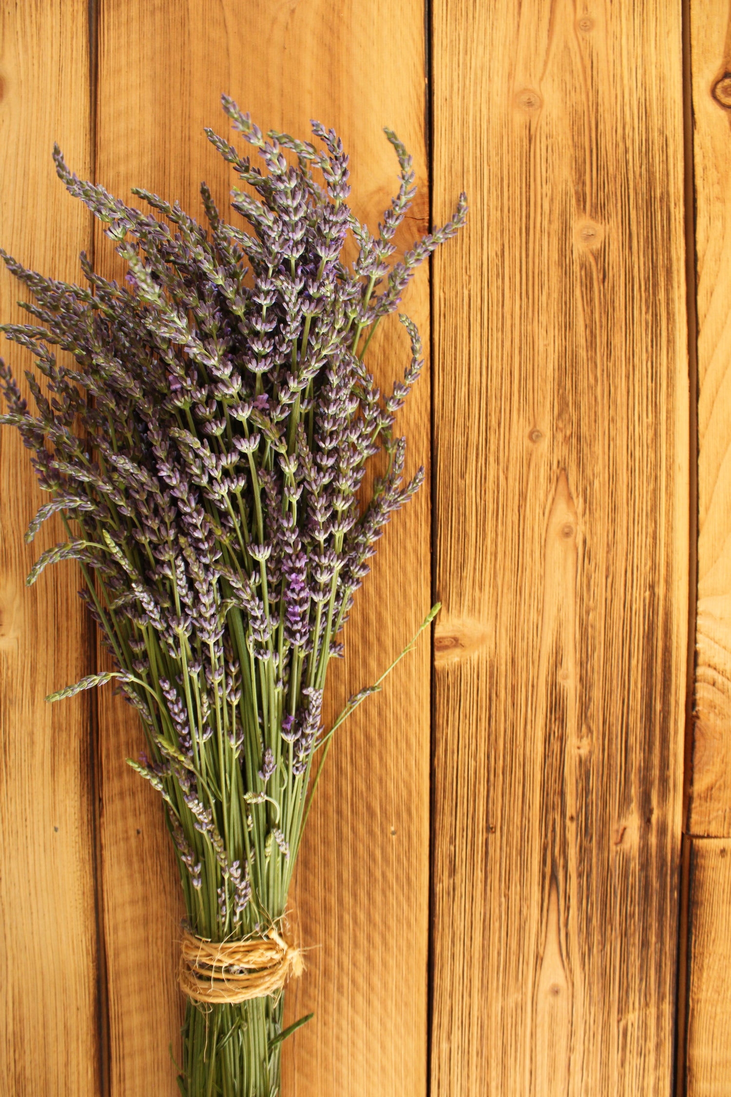 Organic Lavender Flower
