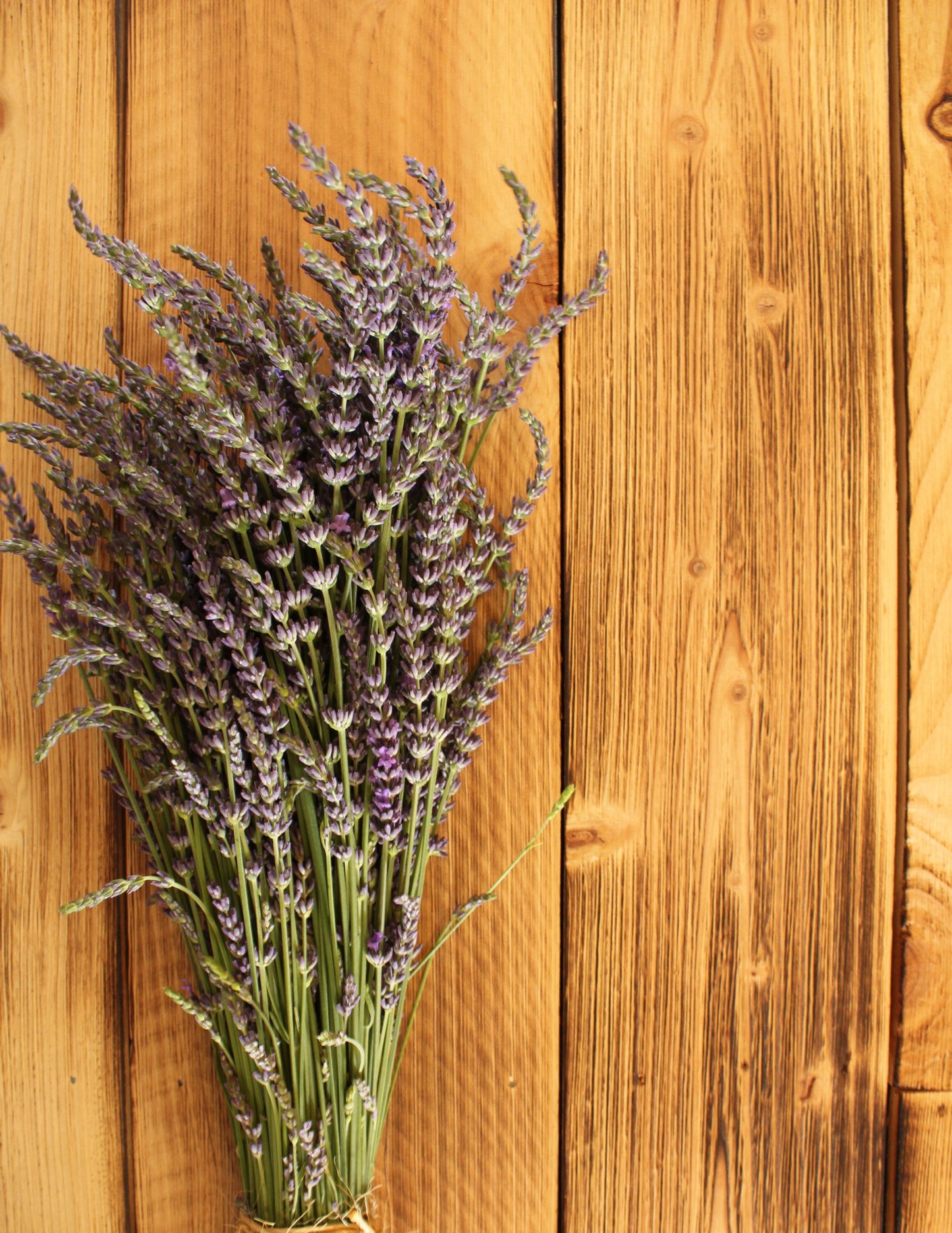 Fresh Lavender Bundle