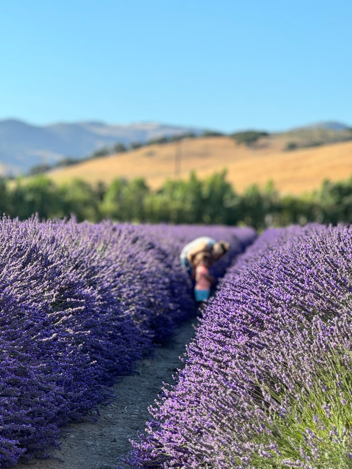 2026 Events & Experiences – Lavender Fields Forever LLC