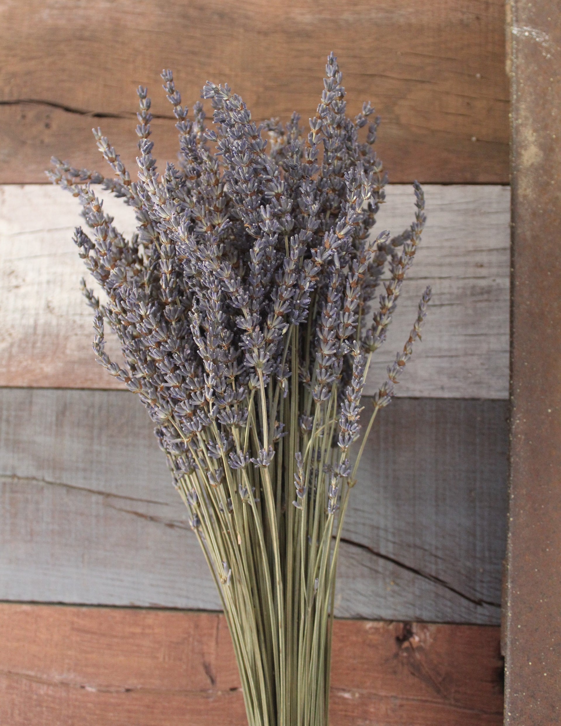 lavender plant dry Dry Lavender Bundle